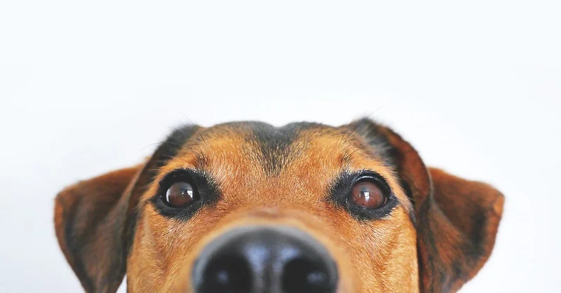 cani imparano le parole